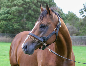 Ka Ying Master_19-04-2024_GEN_Bombora Downs__1891